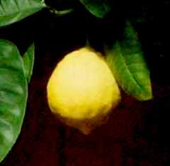 Лимон Пондероза Пандероза
