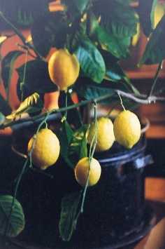 Описание сортов лимонов